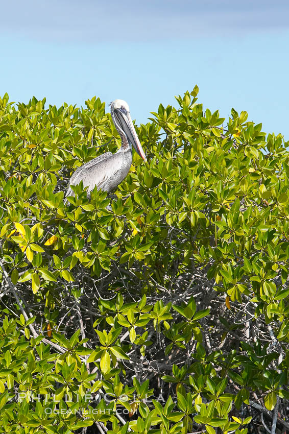 Mangrove shoreline.  Mangroves have vertical branches, pheumatophores, that serve to filter out salt and provide fresh water to the leaves of the plant.  Many juvenile fishes and young marine animals reside in the root systems of the mangroves.  Punta Albemarle. Isabella Island, Galapagos Islands, Ecuador, natural history stock photograph, photo id 16613