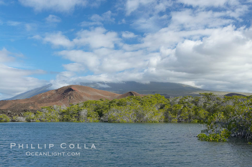 Mangrove shoreline.  Mangroves have vertical branches, pheumatophores, that serve to filter out salt and provide fresh water to the leaves of the plant.  Many juvenile fishes and young marine animals reside in the root systems of the mangroves.  Punta Albemarle. Isabella Island, Galapagos Islands, Ecuador, natural history stock photograph, photo id 16617