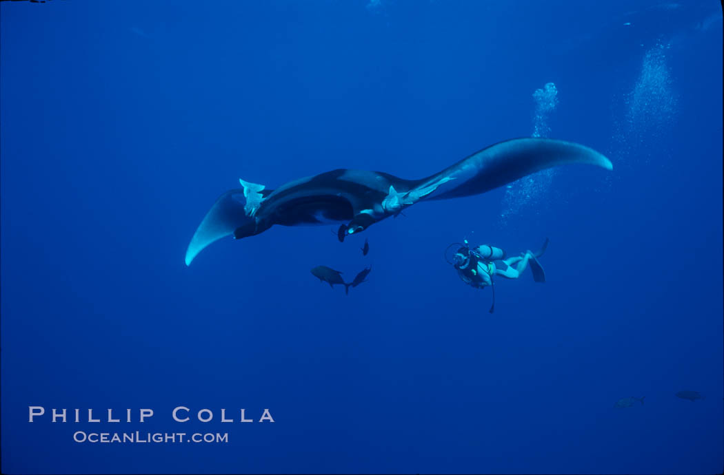 Manta ray and scuba diver. San Benedicto Island (Islas Revillagigedos), Baja California, Mexico, Manta birostris, natural history stock photograph, photo id 02470