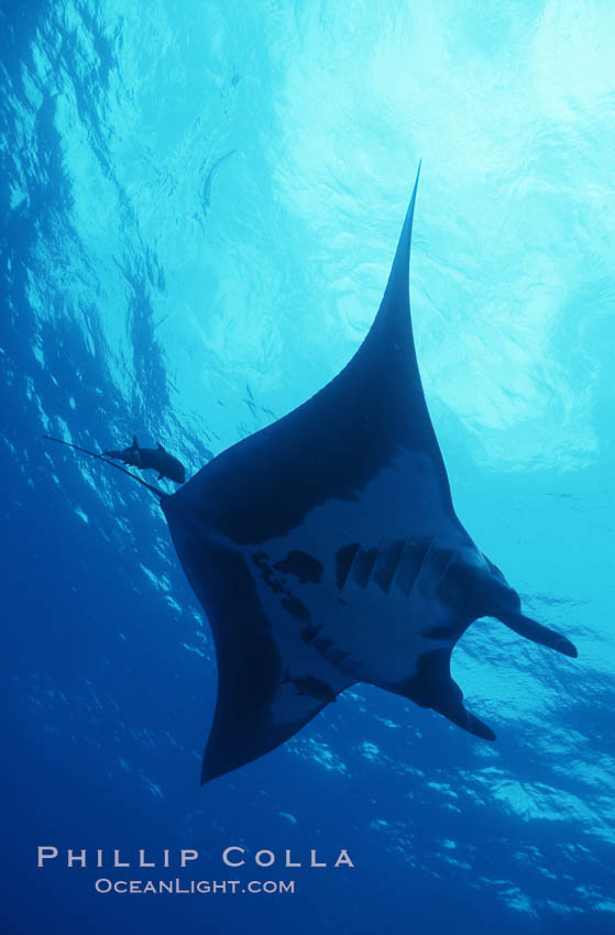 Manta ray, Isla San Benedicto., Manta birostris, natural history stock photograph, photo id 05758