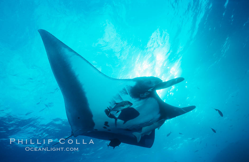 Pacific manta ray with remora. San Benedicto Island (Islas Revillagigedos), Baja California, Mexico, Manta birostris, Remora, natural history stock photograph, photo id 06234