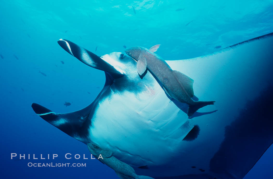 Manta ray and remora. San Benedicto Island (Islas Revillagigedos), Baja California, Mexico, Manta birostris, Remora, natural history stock photograph, photo id 02456