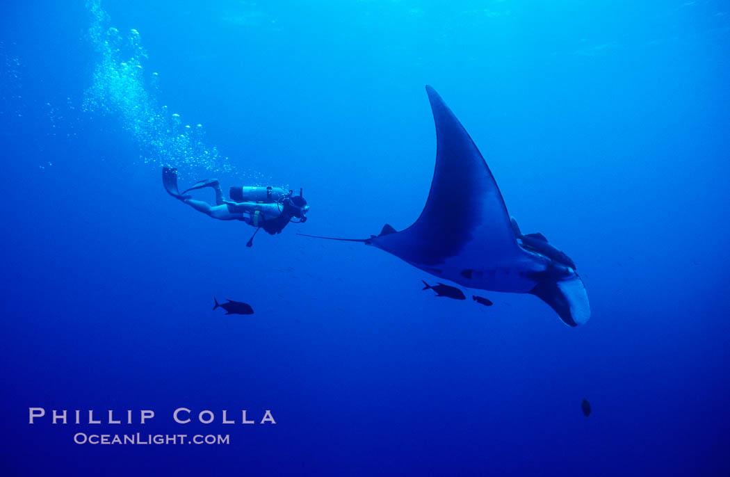 Manta ray and scuba diver. San Benedicto Island (Islas Revillagigedos), Baja California, Mexico, Manta birostris, natural history stock photograph, photo id 02468