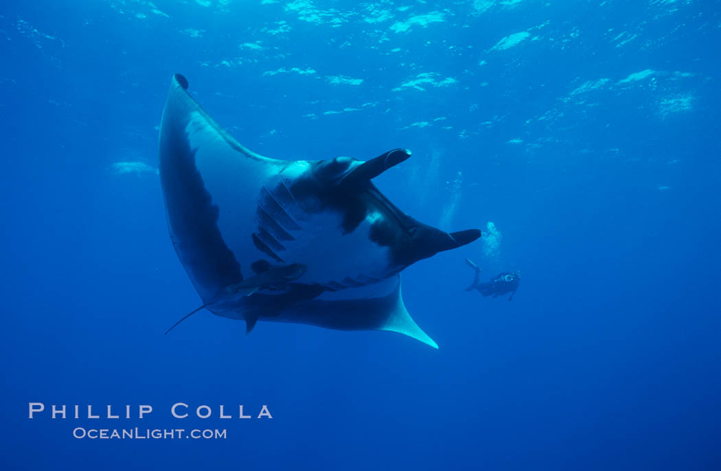 Manta ray. San Benedicto Island (Islas Revillagigedos), Baja California, Mexico, Manta birostris, natural history stock photograph, photo id 02476