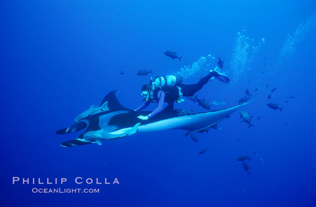 Manta ray and diver, Isla San Benedicto. San Benedicto Island, Baja California, Mexico, Manta birostris, natural history stock photograph, photo id 04832