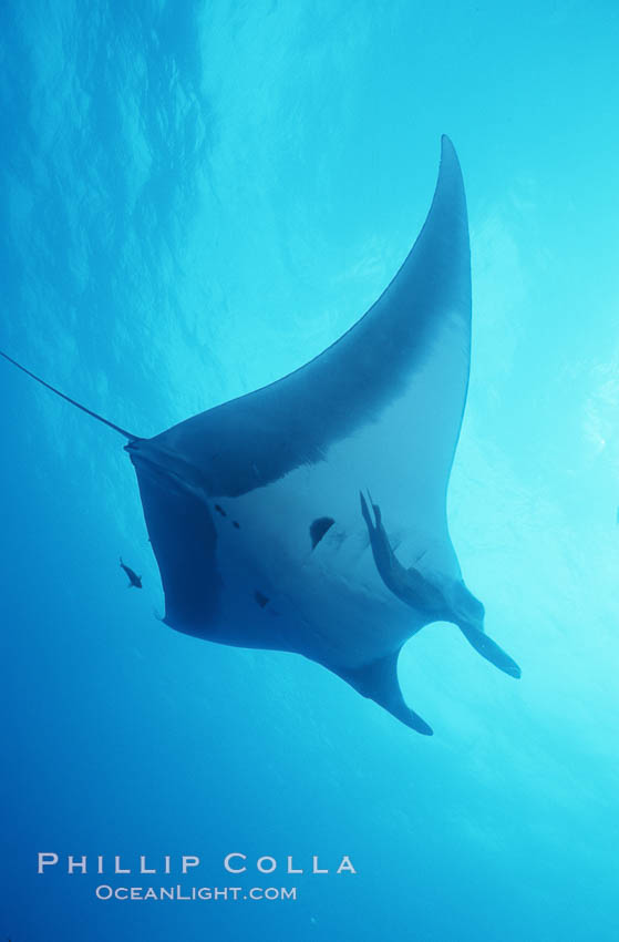 Manta ray, Isla San Benedicto., Manta birostris, natural history stock photograph, photo id 05756