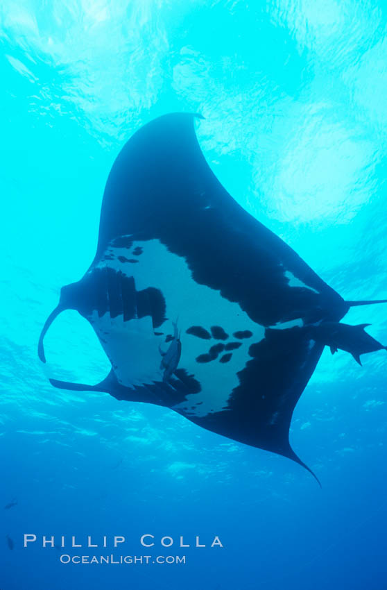 Manta ray. San Benedicto Island (Islas Revillagigedos), Baja California, Mexico, Manta birostris, natural history stock photograph, photo id 05760