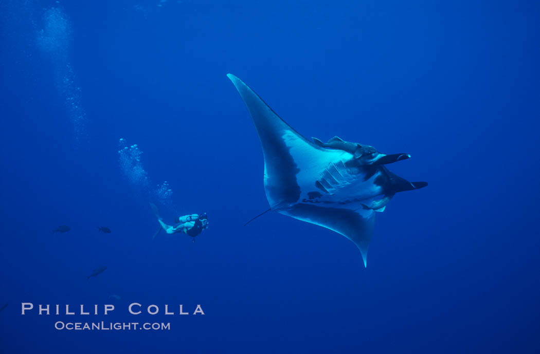 Manta ray and scuba diver. San Benedicto Island (Islas Revillagigedos), Baja California, Mexico, Manta birostris, natural history stock photograph, photo id 02471