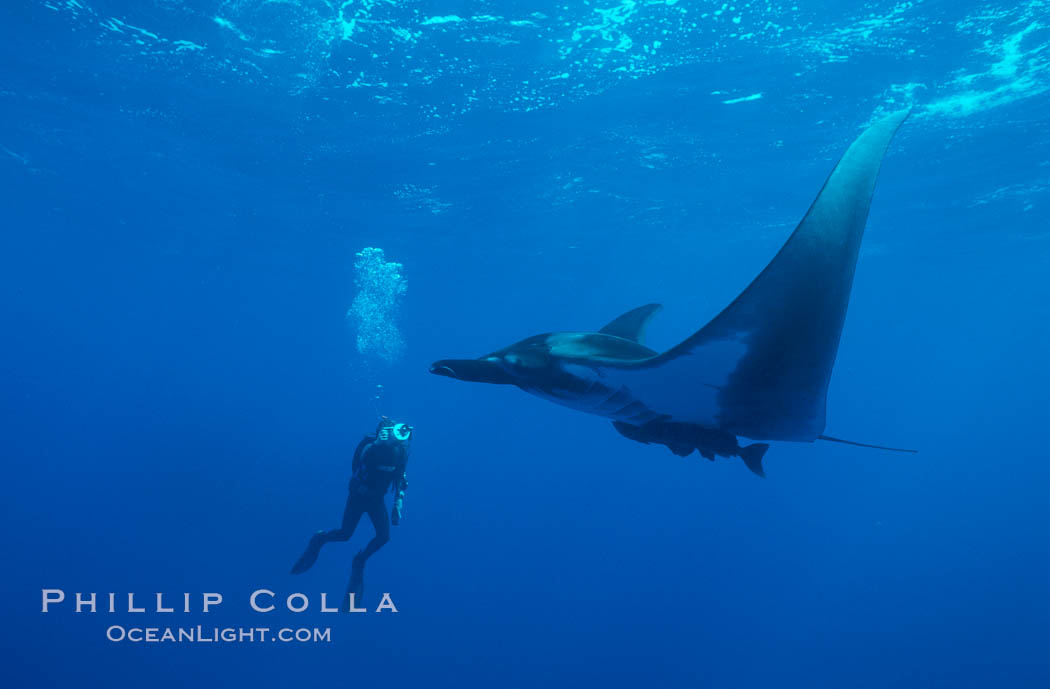 Manta ray and videographer. San Benedicto Island (Islas Revillagigedos), Baja California, Mexico, Manta birostris, natural history stock photograph, photo id 02475