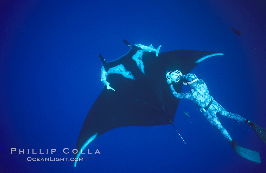 Manta ray and freediving videographer, Isla San Benedicto. San Benedicto Island, Baja California, Mexico, Manta birostris, natural history stock photograph, photo id 04831