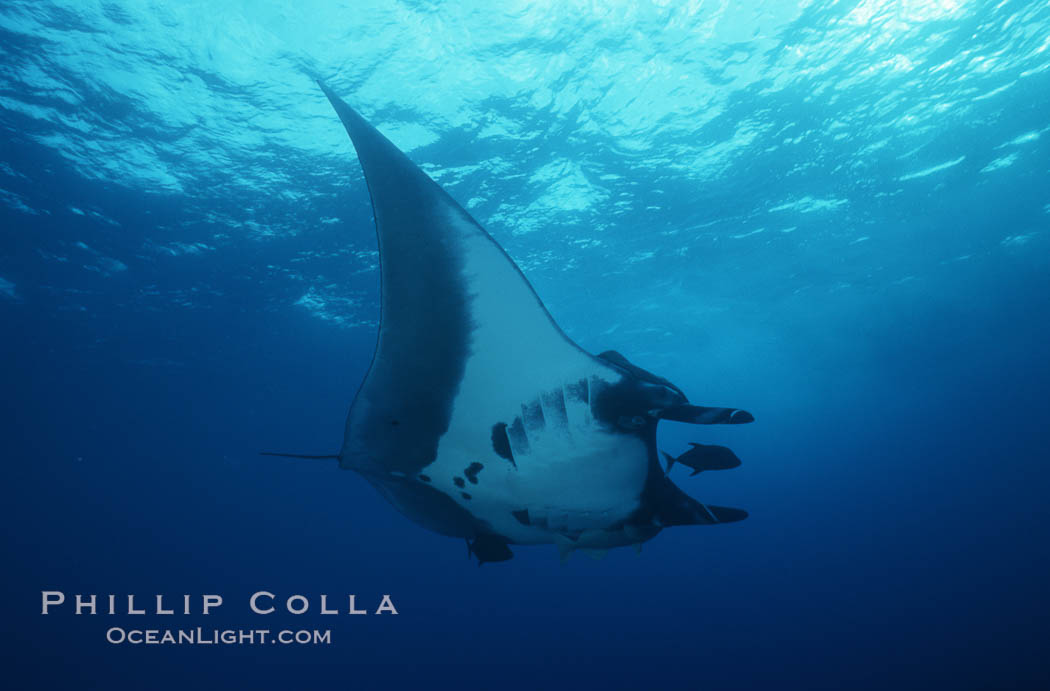 Manta ray, Isla San Benedicto., Manta birostris, natural history stock photograph, photo id 05755