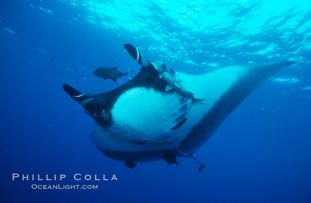 Pacific manta ray with remora. San Benedicto Island (Islas Revillagigedos), Baja California, Mexico, Manta birostris, Remora, natural history stock photograph, photo id 06235