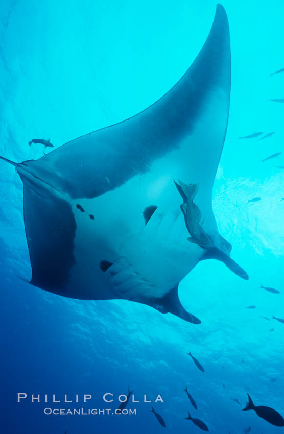 Manta ray. San Benedicto Island (Islas Revillagigedos), Baja California, Mexico, Manta birostris, natural history stock photograph, photo id 05757