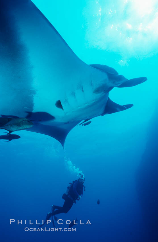 Manta ray. San Benedicto Island (Islas Revillagigedos), Baja California, Mexico, Manta birostris, natural history stock photograph, photo id 05761