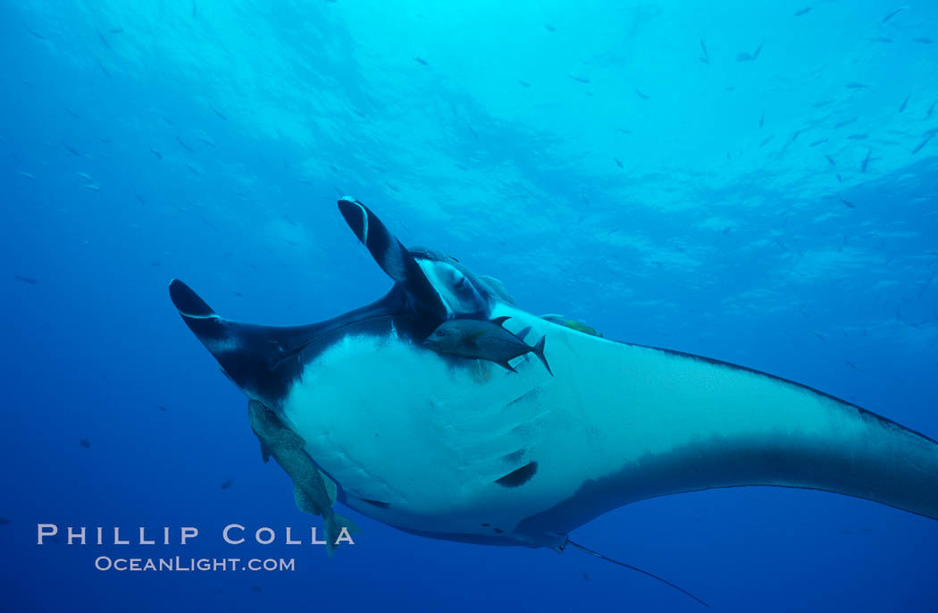 Pacific manta ray with remora. San Benedicto Island (Islas Revillagigedos), Baja California, Mexico, Manta birostris, Remora, natural history stock photograph, photo id 06233