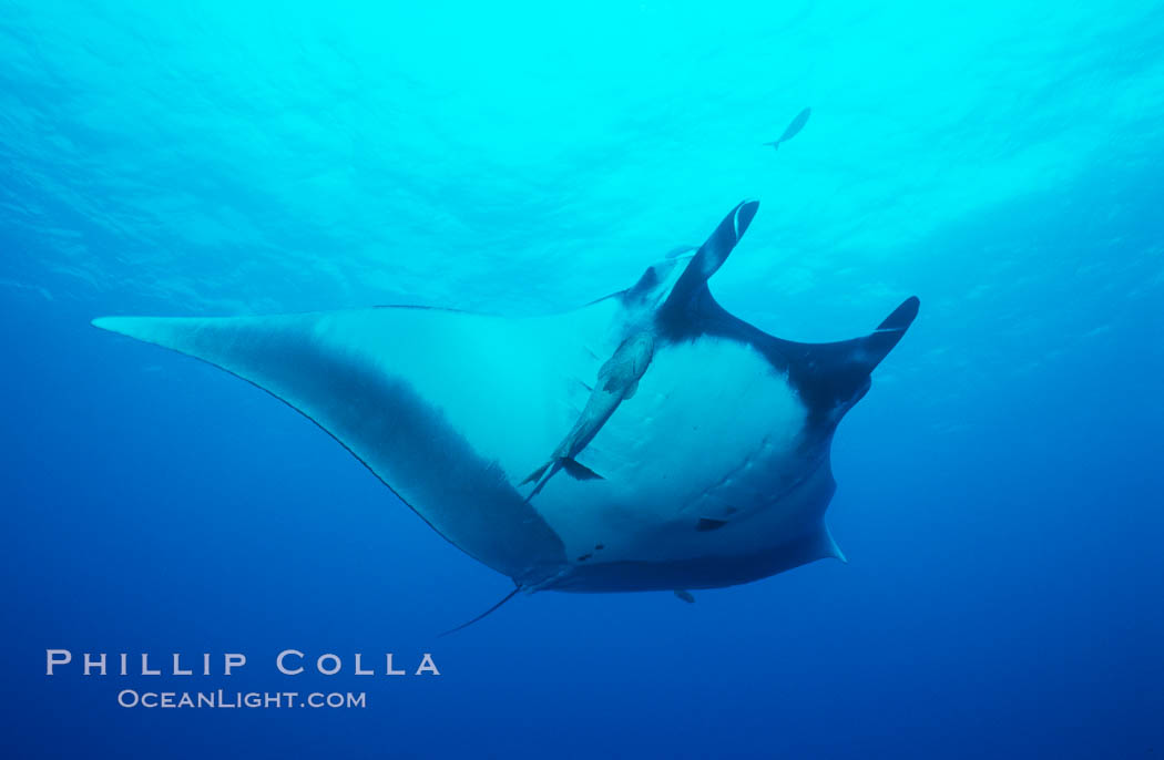 Pacific manta ray with remora. San Benedicto Island (Islas Revillagigedos), Baja California, Mexico, Manta birostris, Remora, natural history stock photograph, photo id 06237