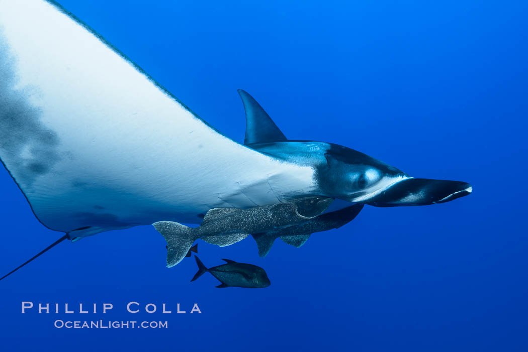 Giant Manta Ray at San Benedicto Island, Revillagigedos, Mexico. San Benedicto Island (Islas Revillagigedos), Baja California, Manta birostris, natural history stock photograph, photo id 33308