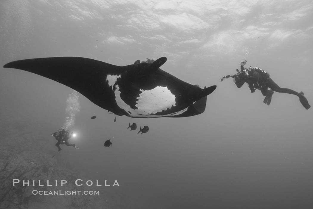 Giant Manta Ray at Socorro Island, Revillagigedos, Mexico. Socorro Island (Islas Revillagigedos), Baja California, Manta birostris, natural history stock photograph, photo id 33294
