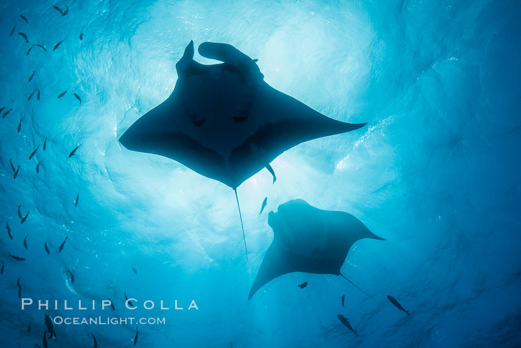 Giant Manta Ray at Socorro Island, Revillagigedos, Mexico. Socorro Island (Islas Revillagigedos), Baja California, Manta birostris, natural history stock photograph, photo id 33298