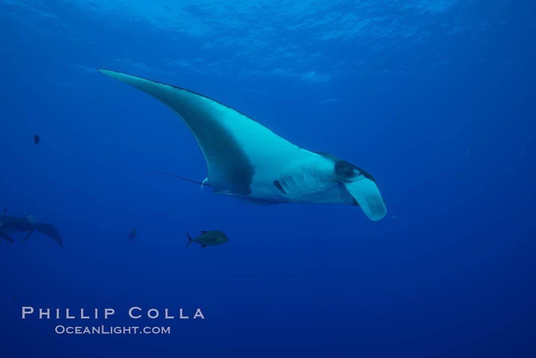 Giant Manta Ray at Socorro Island, Revillagigedos, Mexico. Socorro Island (Islas Revillagigedos), Baja California, Manta birostris, natural history stock photograph, photo id 33302