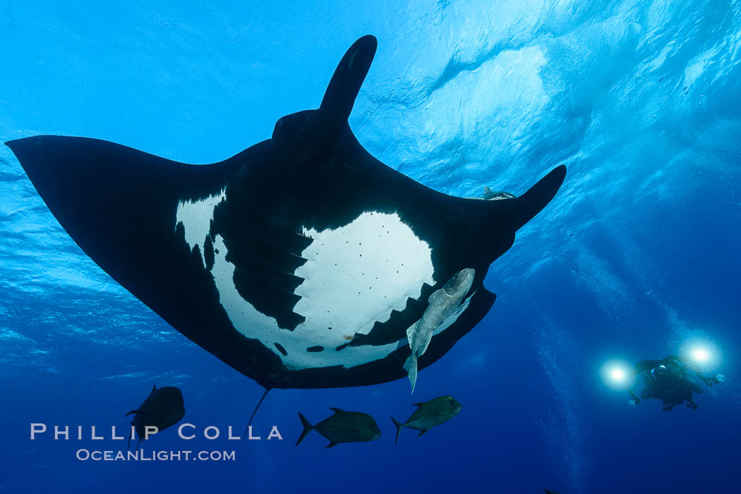 Giant Manta Ray at Socorro Island, Revillagigedos, Mexico. Socorro Island (Islas Revillagigedos), Baja California, Manta birostris, natural history stock photograph, photo id 33284