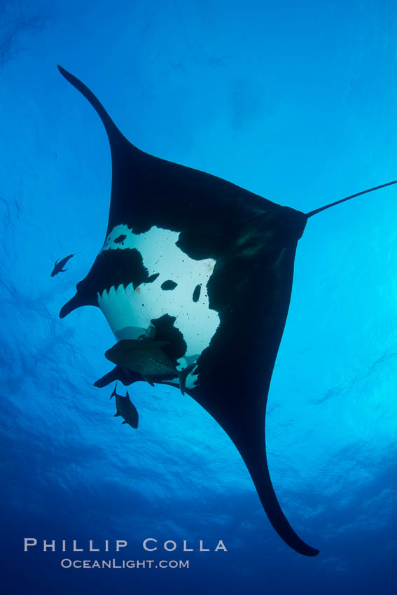 Giant Manta Ray at Socorro Island, Revillagigedos, Mexico. Socorro Island (Islas Revillagigedos), Baja California, Manta birostris, natural history stock photograph, photo id 33296