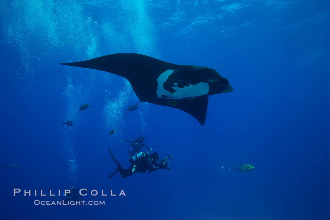 Giant Manta Ray at Socorro Island, Revillagigedos, Mexico. Socorro Island (Islas Revillagigedos), Baja California, Manta birostris, natural history stock photograph, photo id 33300