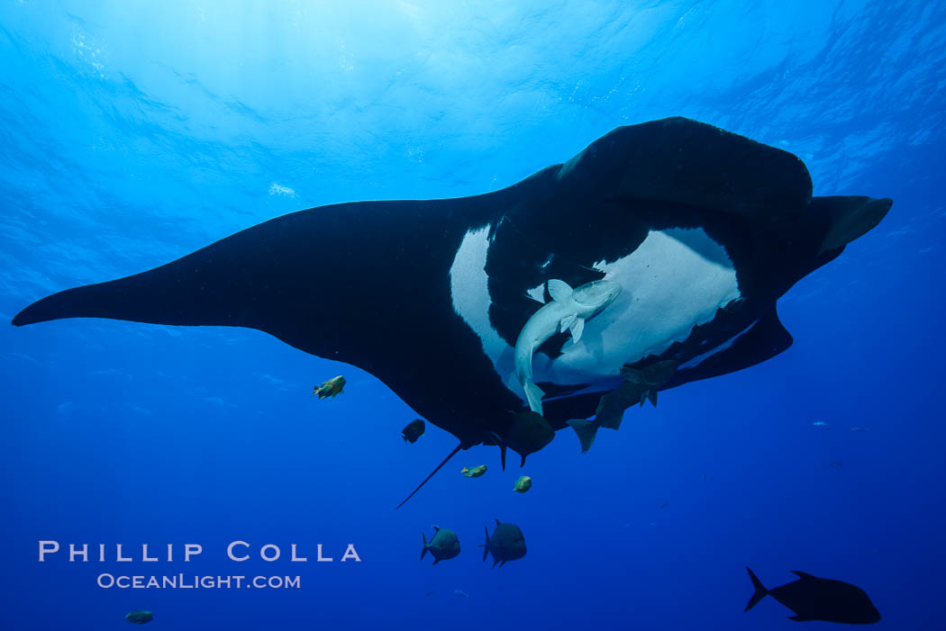 Giant Manta Ray at Socorro Island, Revillagigedos, Mexico. Socorro Island (Islas Revillagigedos), Baja California, Manta birostris, natural history stock photograph, photo id 33304