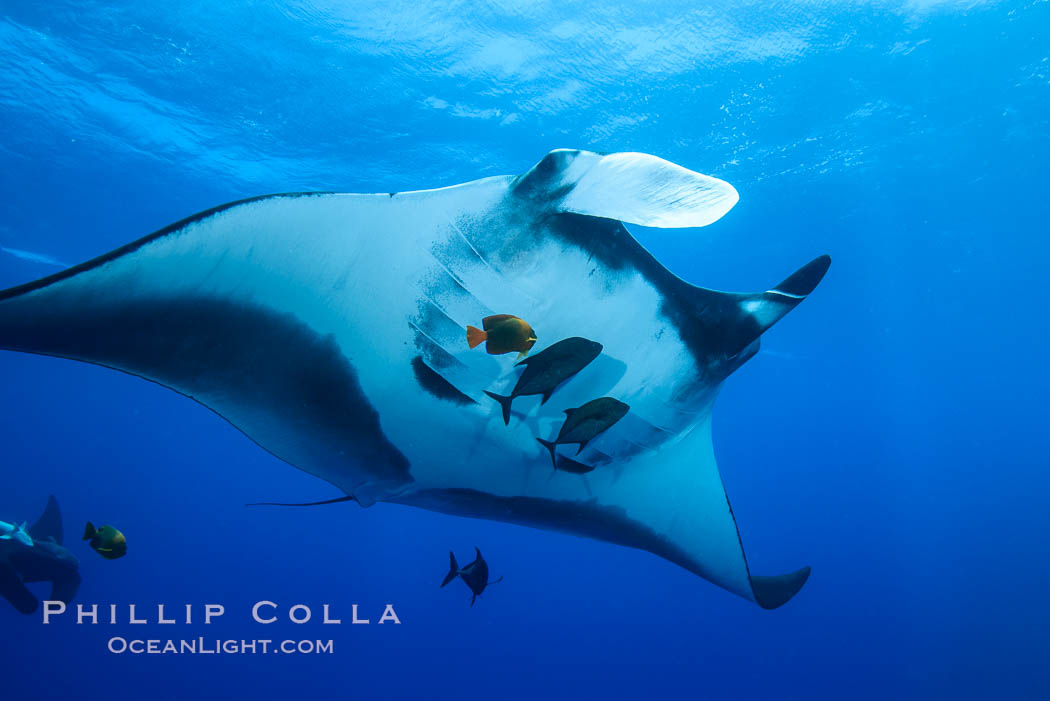 Giant Manta Ray at Socorro Island, Revillagigedos, Mexico. Socorro Island (Islas Revillagigedos), Baja California, Manta birostris, natural history stock photograph, photo id 33279