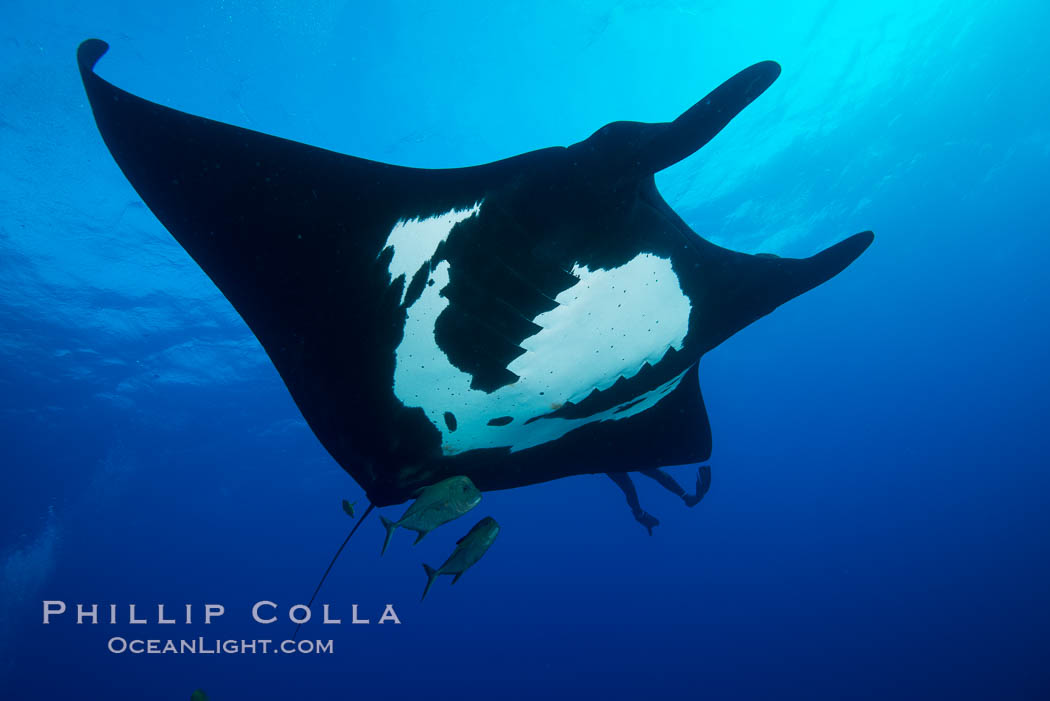 Giant Manta Ray at Socorro Island, Revillagigedos, Mexico. Socorro Island (Islas Revillagigedos), Baja California, Manta birostris, natural history stock photograph, photo id 33295