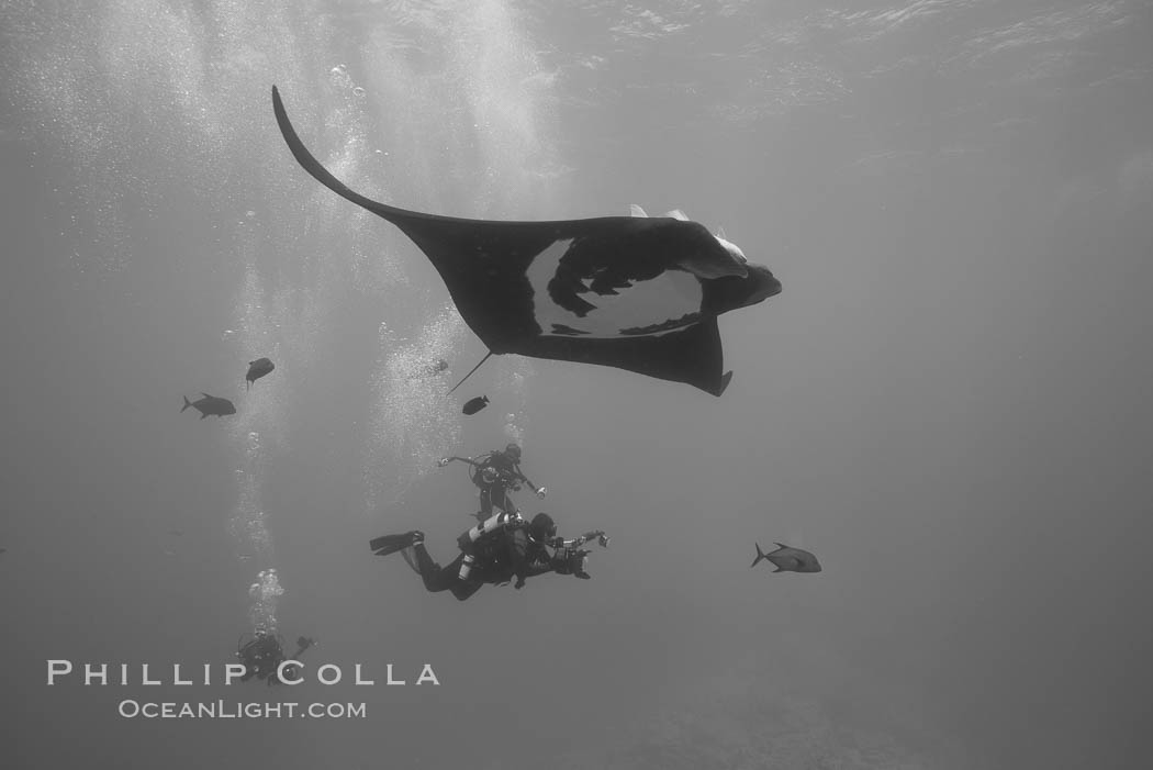 Giant Manta Ray at Socorro Island, Revillagigedos, Mexico. Socorro Island (Islas Revillagigedos), Baja California, Manta birostris, natural history stock photograph, photo id 33299