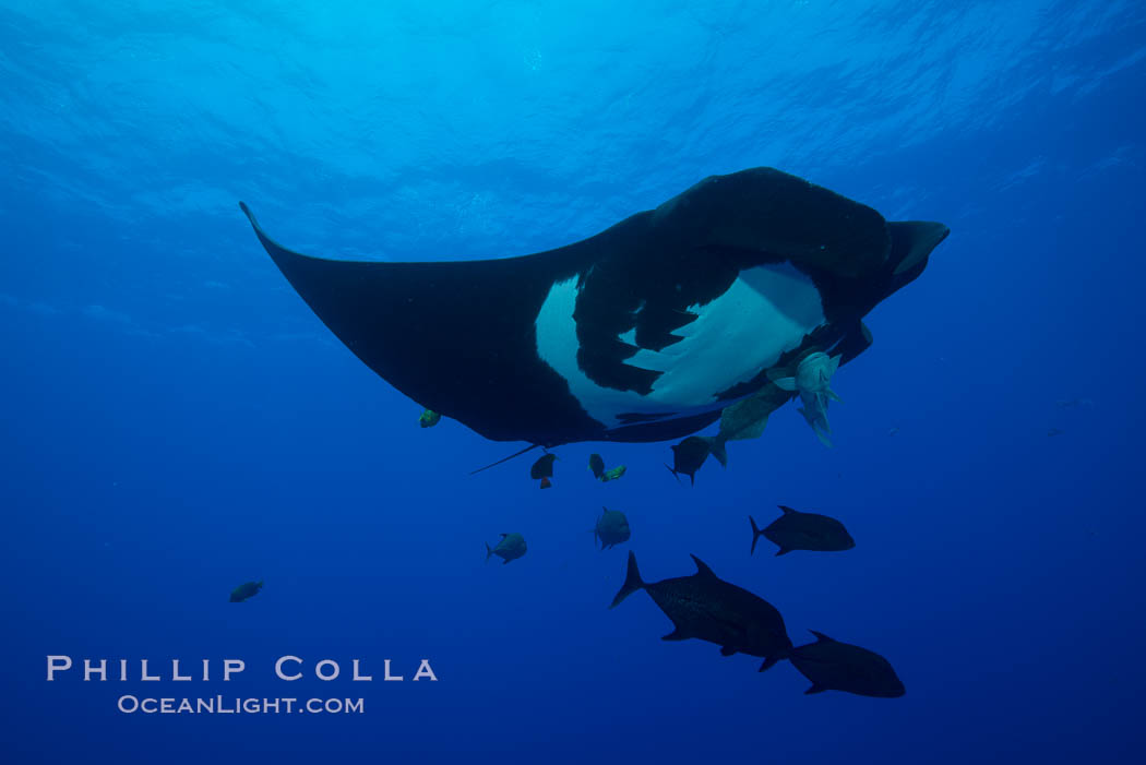Giant Manta Ray at Socorro Island, Revillagigedos, Mexico. Socorro Island (Islas Revillagigedos), Baja California, Manta birostris, natural history stock photograph, photo id 33303