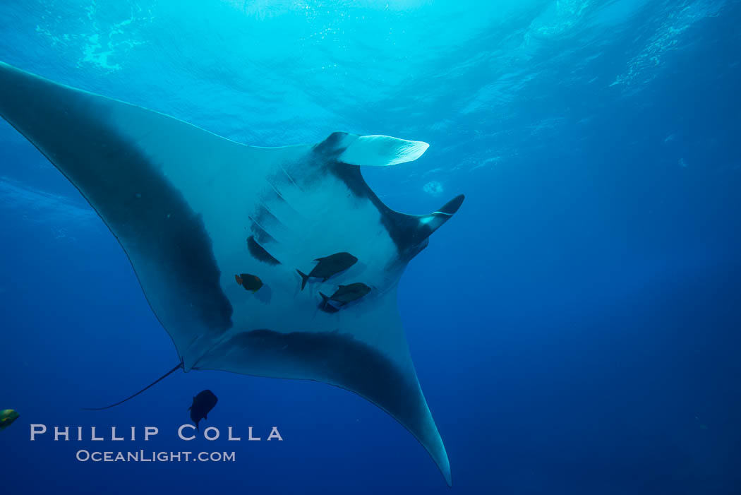 Giant Manta Ray at Socorro Island, Revillagigedos, Mexico. Socorro Island (Islas Revillagigedos), Baja California, Manta birostris, natural history stock photograph, photo id 33301