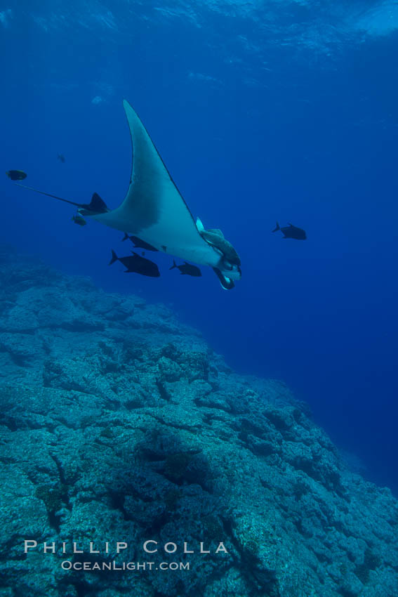 Giant Manta Ray at Socorro Island, Revillagigedos, Mexico. Socorro Island (Islas Revillagigedos), Baja California, Manta birostris, natural history stock photograph, photo id 33305