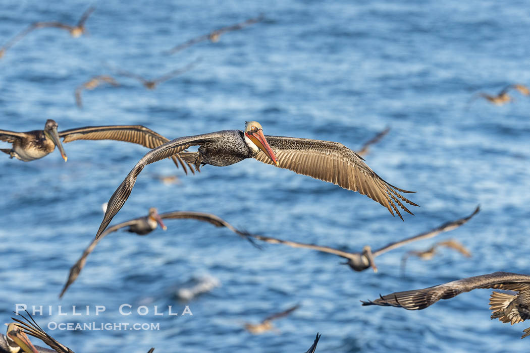 Many California Brown Pelicans Flying over the Ocean in a large gathering, La Jolla