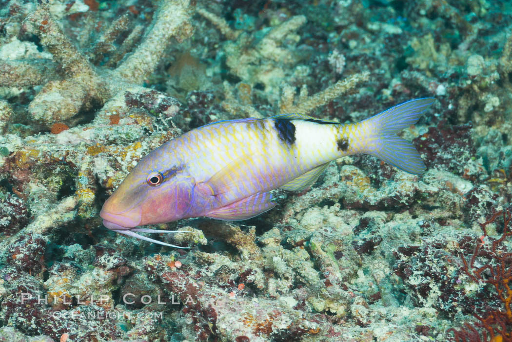 Manybar Goatfish, Parupeneus multifasciatus, Fiji. Makogai Island, Lomaiviti Archipelago, natural history stock photograph, photo id 31556