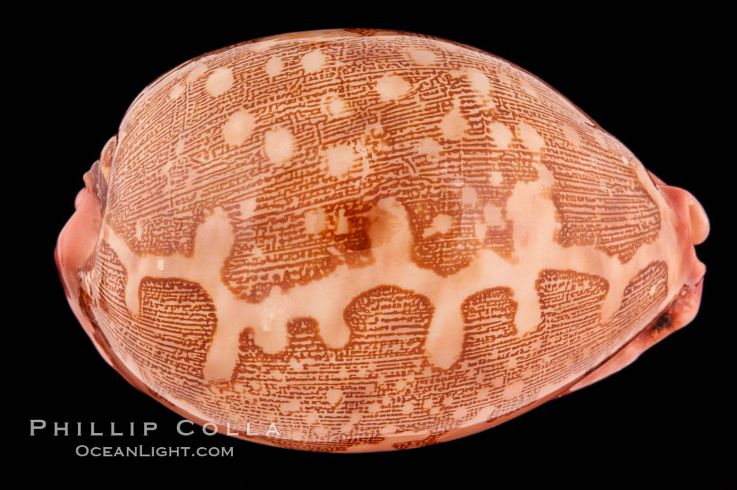Map Cowrie., Cypraea mappa, natural history stock photograph, photo id 08534