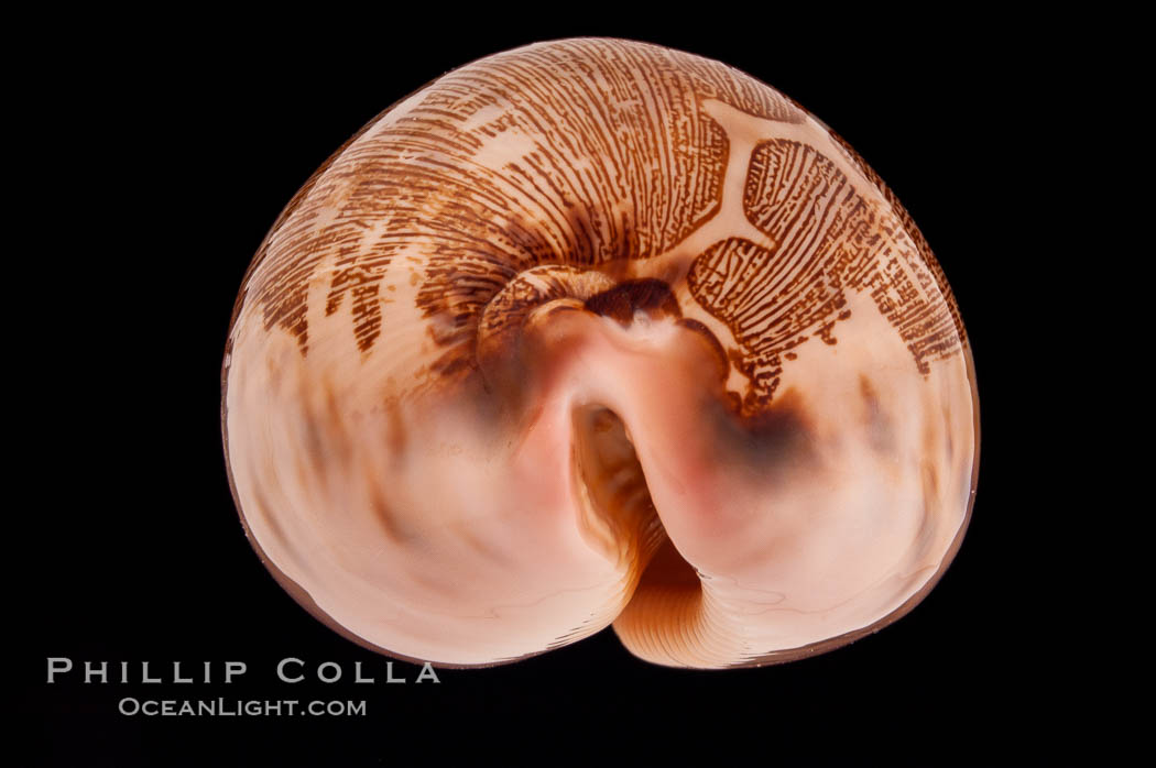 Map Cowrie., Cypraea mappa, natural history stock photograph, photo id 08296