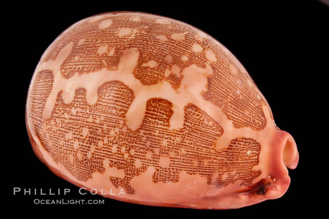 Map Cowrie., Cypraea mappa, natural history stock photograph, photo id 08540