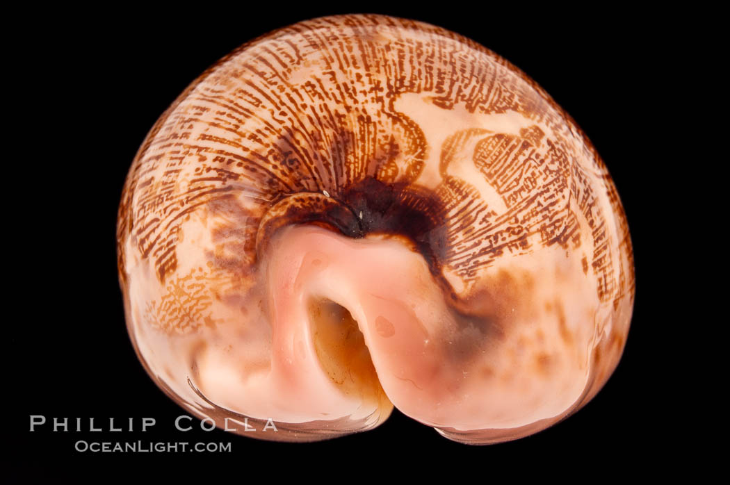 Map Cowrie., Cypraea mappa, natural history stock photograph, photo id 08796
