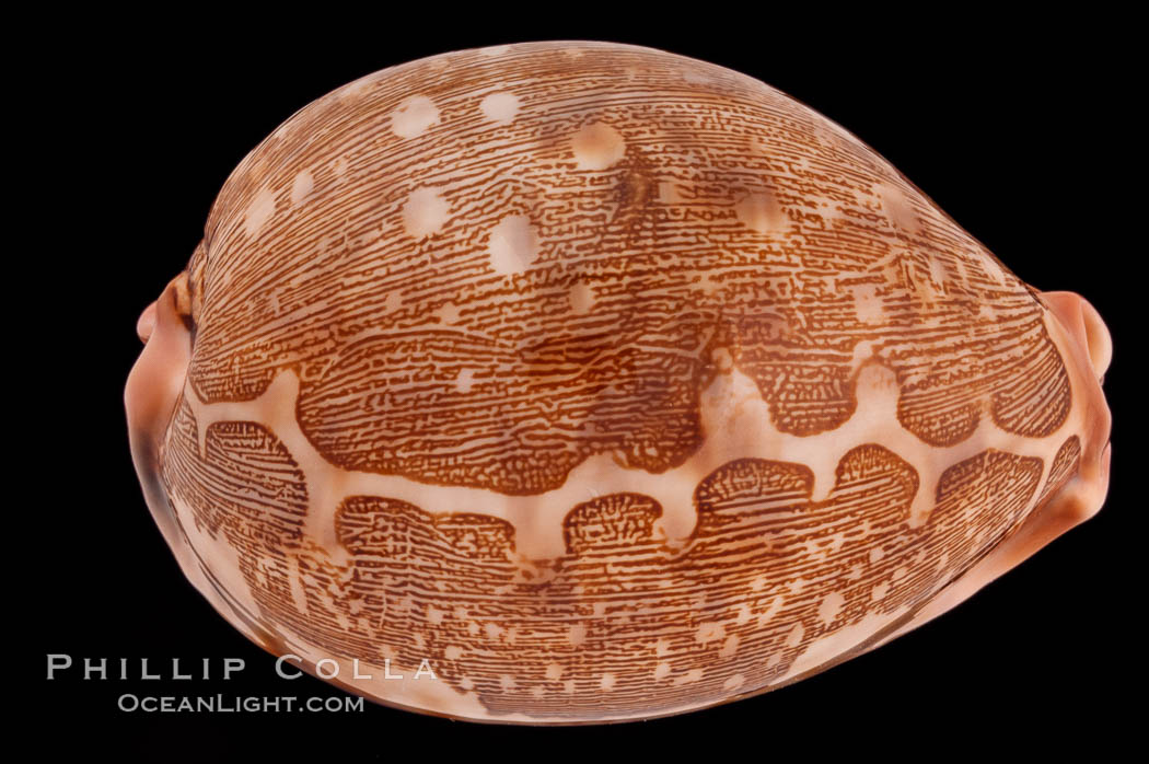 Map Cowrie., Cypraea mappa, natural history stock photograph, photo id 08292