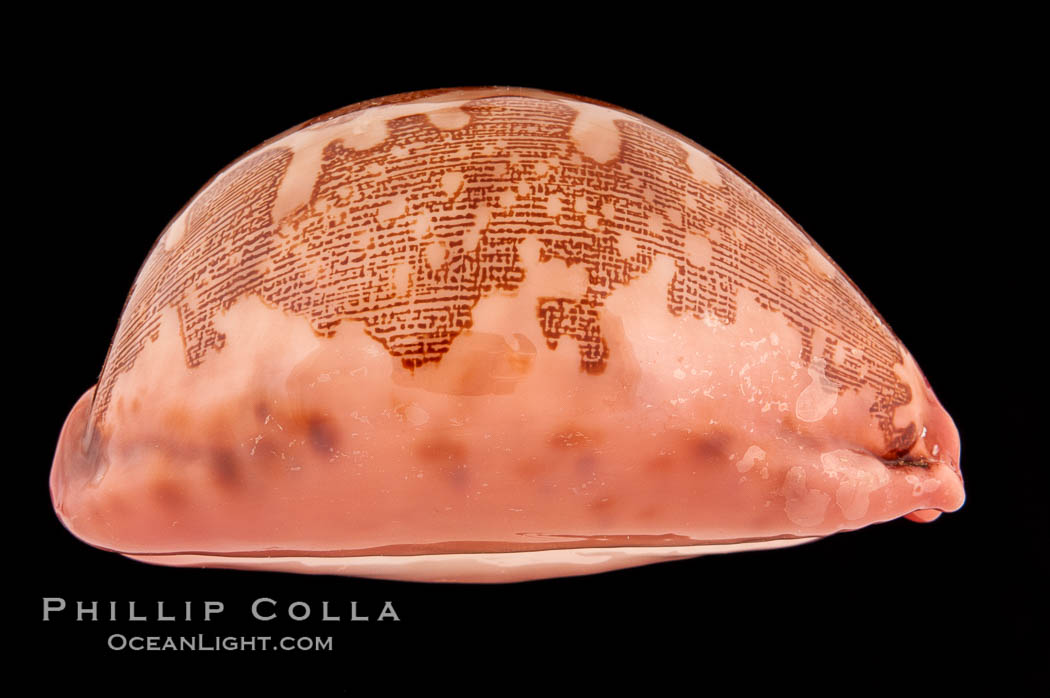 Map Cowrie., Cypraea mappa, natural history stock photograph, photo id 08536