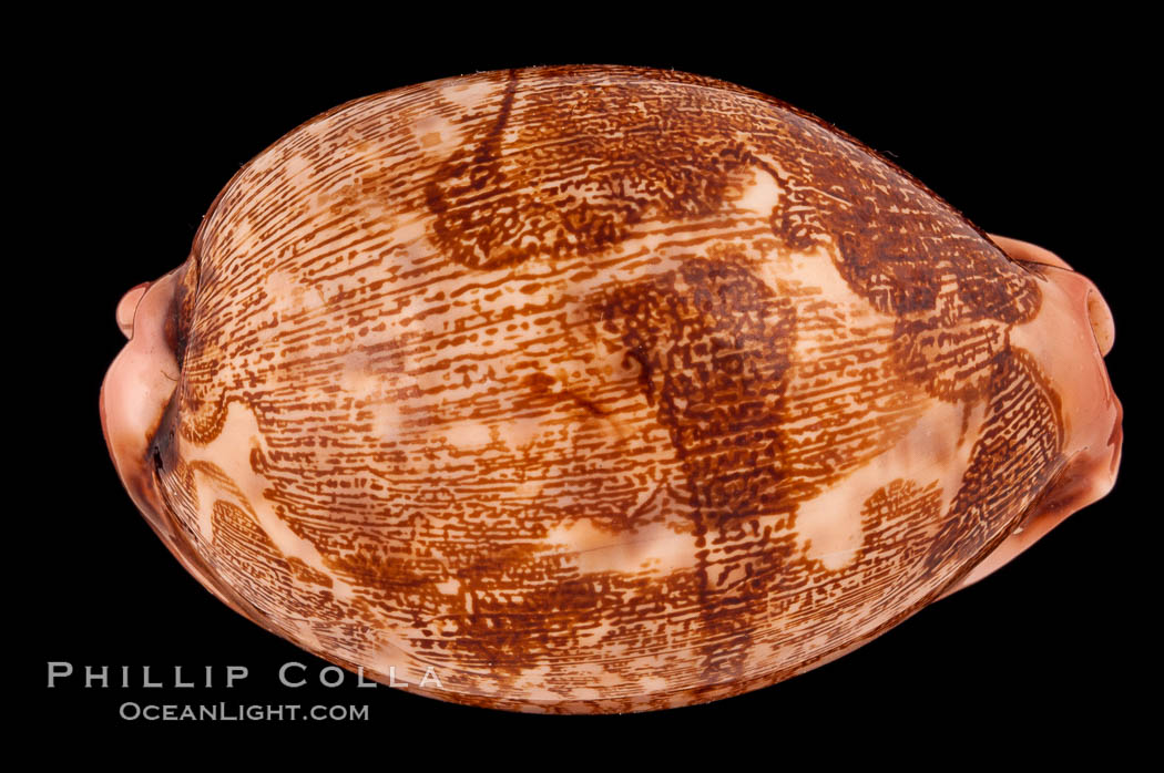 Map Cowrie., Cypraea mappa, natural history stock photograph, photo id 08792