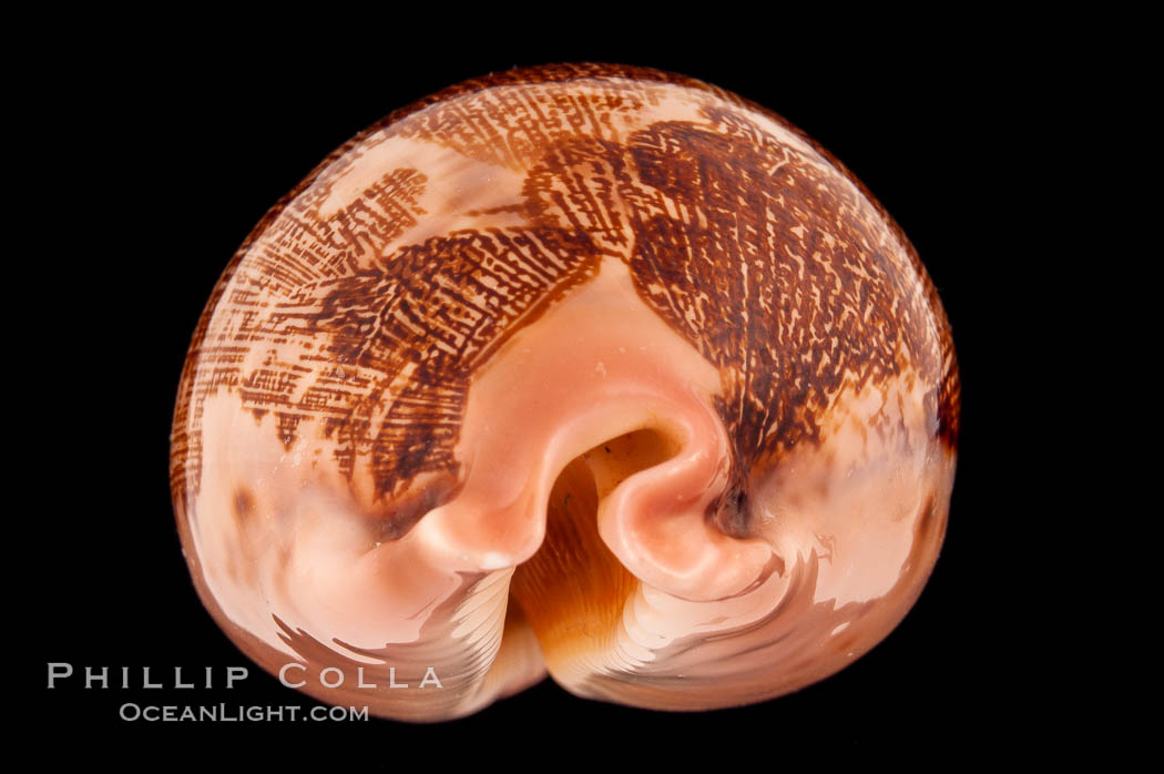 Map Cowrie., Cypraea mappa, natural history stock photograph, photo id 08795