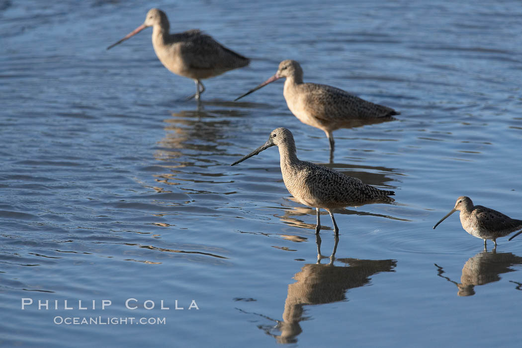 Marbled godwit, foraging on mud flats. Upper Newport Bay Ecological Reserve, Newport Beach, California, USA, Limosa fedoa, natural history stock photograph, photo id 15688