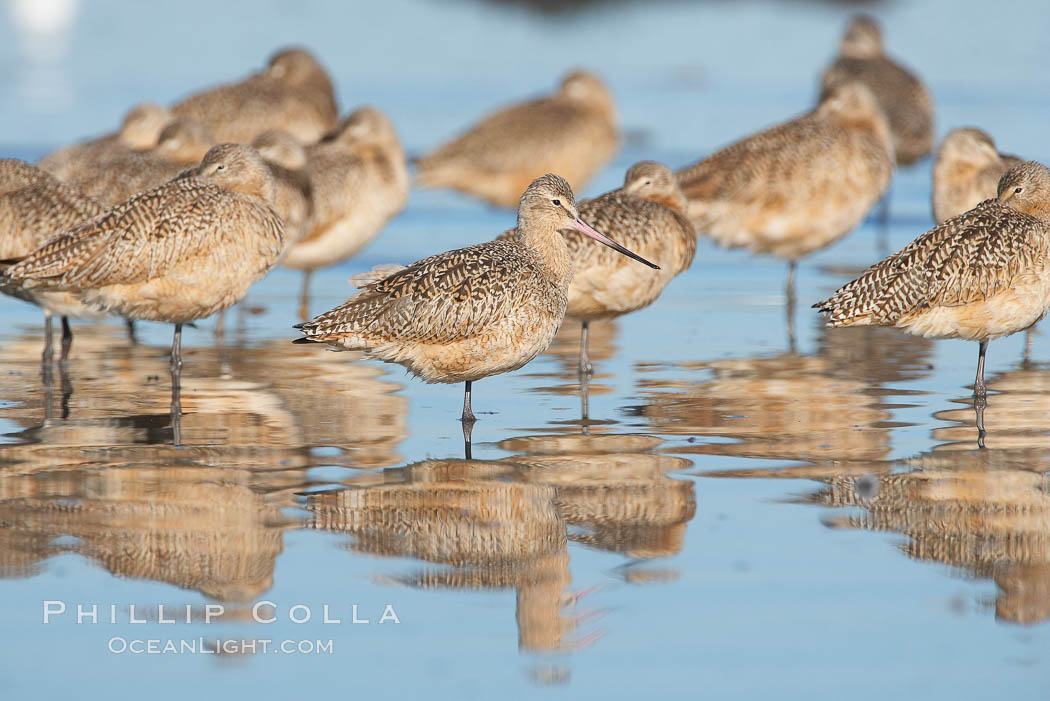 Marbled godwits resting on sand bar. San Diego River, California, USA, Limosa fedoa, natural history stock photograph, photo id 18429