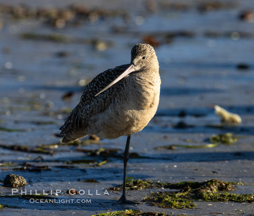 Marbled Godwit, foraging on sand flats, Mission Bay., natural history stock photograph, photo id 36826