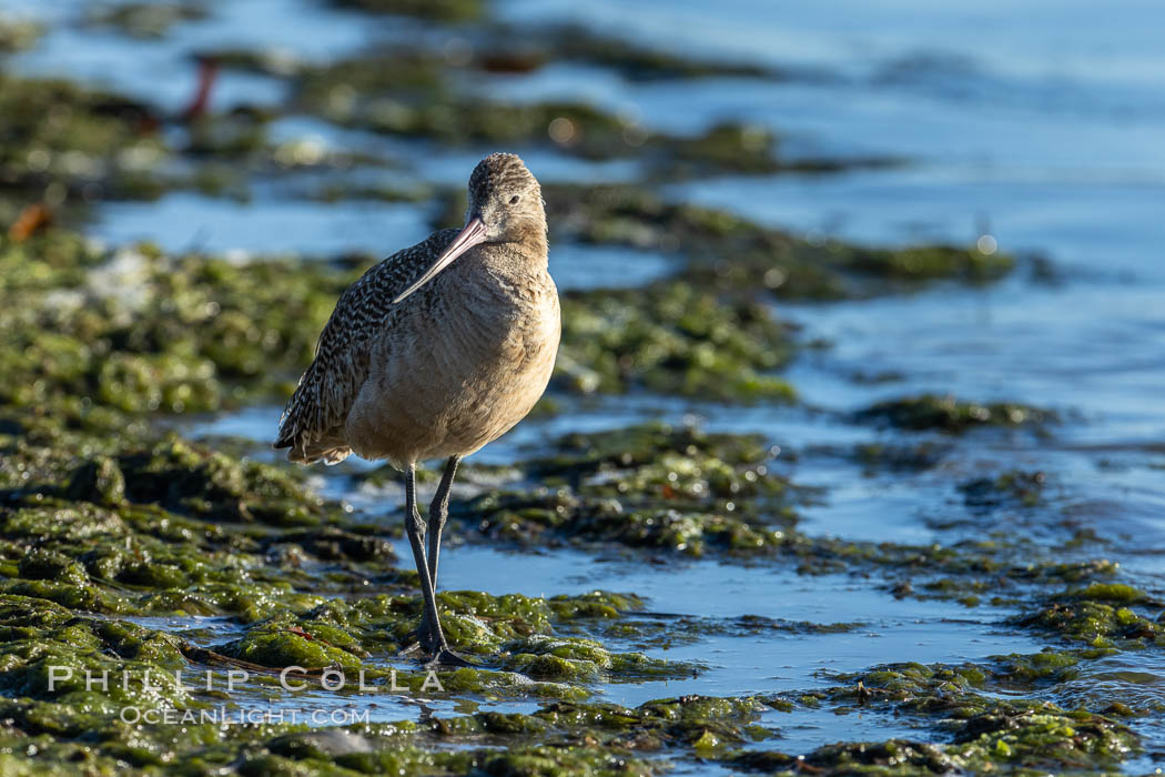 Marbled Godwit, foraging on sand flats, Mission Bay., natural history stock photograph, photo id 36828