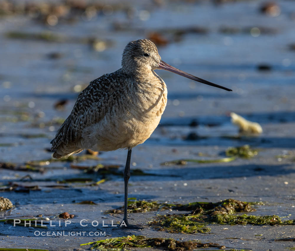 Marbled Godwit, foraging on sand flats, Mission Bay., natural history stock photograph, photo id 36827