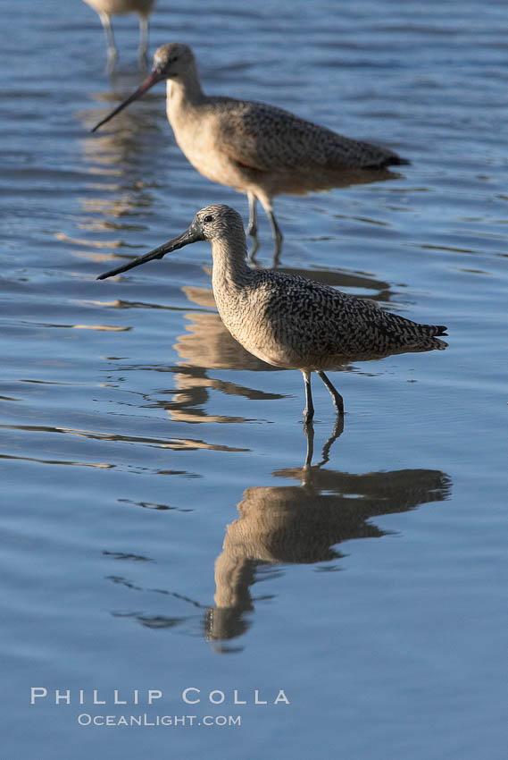 Marbled godwit, foraging on mud flats. Upper Newport Bay Ecological Reserve, Newport Beach, California, USA, Limosa fedoa, natural history stock photograph, photo id 15687